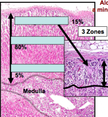 What are the 3 zones of the cortex in the adrenal gland?


Which zone produces and stores aldosterone?