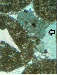 1. Peloids
- Sand-sized clasts of micro-crystalline carbonate
- Intra-basinal origin
 * Fecal pellets
 * Recrystallization as allochem