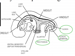 4th week: longitudinal and transverse folding

Membrane separates the
cloaca from the proctodeum, a pit-like depression on the external surface of the embryo.