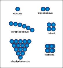 coccus- 1 sphere
diplococci- a pair of spheres
streptococci- chain of spheres
tetrads- a group of 4 spheres
sarcina- group of 8 spheres
Staphylococci- cluster of spheres