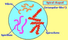 Spirilla- rigid corkscrew
Vibrio- comma shaped
Spirochete- flexible corkscrew