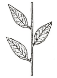 1 leaf per node 
