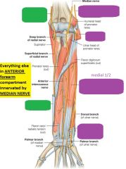 DONT FU*K THIS UP!!!!

VERY VERY IMPORTANT!!!
***All muscles  in the ANTERIOR (aka flexor)  compartment of  the FOREARM are innervated by the MEDIAN nerve EXCEPT for which three?