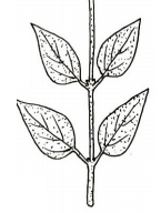 2 leaves per node
type of cauline leaf