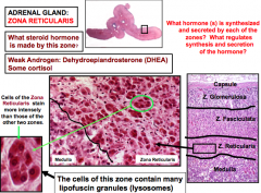 Androgen: Dehydroepiandosterone (DHEA_
and some cortisol


Cells are dark red


lipofuscin granules (lysosomes)