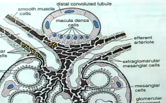 Macula Densa Cells of the Distal Convoluted Tubule?