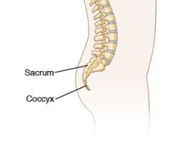 Bone: Coccyx