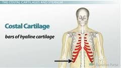 Bone: Costal Cartilage