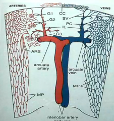 Inter-lobular artery which originates from the Renal Artery 