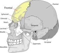 Bone: Frontal