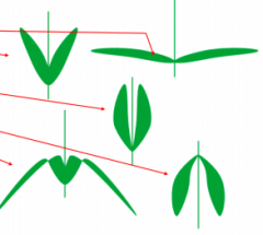 leaf orientation