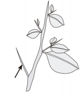 sharp pointed stem (contrast with spine, which is part of the leaf)
