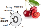 ex cherry
exocarp, fleshy mesocarp and hard endocarp