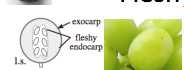 exocarp with a fleshy endocarp