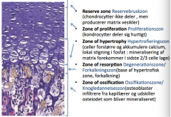 Reserve zone
Zone of proliferation
Zone of hypertrophy
Zone of resorption
Zone of ossification

Reseveret zone til prolife hyper resourcefulde Ozzy (ossi)
