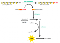 - dNTPincorporation into a growing DNA chain involves cleaving the bond between the α and βphosphates, releasing pyrophosphate (PPi) 
-Whena dNTP is incorporates:
- ATP sulfurylase converts APS and PPitoATP 
- Luciferase usesATP to convert lucif...