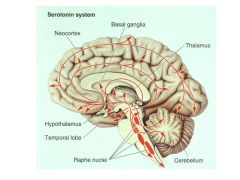 1. The raphe nuclei are the medial part of the reticular formation. The reticular formation is central and dorsal in the brainstem. The raphe nuclei extend throughout the entire brainstem.

2. Seven (2 in the midbrain, 2 in the pons, and 3 in the ...