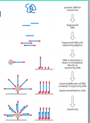 - GenomicDNA is fragmented and adapter oligonucleotides are attached
- DNAis attached either to a bead (Roche) or directly to the sequencing slide(Illumina) 
- DNAis amplified to produce a cluster of molecules with identical sequence
- Rochesequen...