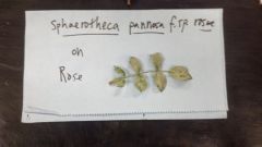 Sphaerotheca pannosa f. sp. rosae