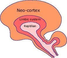the outermost layer of convoluted grey matter that covers the internal parts of the cerebrum (brain)