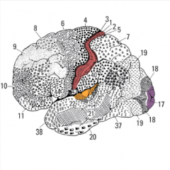 Cytoarchitectonic Maps- Brodmann defined brain areas by characteristics and organization of cells