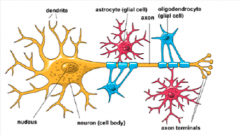nerve cells
glial cells- provide support for neurons