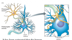 A gap between presynaptic axon terminal and postsynaptic dendritic spine. 
Each synapse has three components :
1. Presynaptic Membrane: on the axon terminal of presynaptic neuron. 
2. Synaptic Cleft- gap that separates the two membranes. 
3. P...
