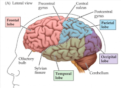 Central sulcus separates the Frontal and Parietal lobe, and the pre central gyrus and post central gyrus . 

The Sylvian Fissure separates the Temporal Lobe from the Frontal and Parietal Lobes.