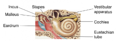 The cochlear hair cells activate primary sensory neurons of the cochlear branch of the vestibulocochlear nerve (cranial nerve 8)

There are three bones here which are needed to amplify the vibration up against the eardrum by 22 fold so that movem...