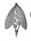 Fruit produced from a gynoecium with two carpels, with the seeds attached to a persistent thickened rim and membrane