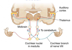 Yes, there is a crossing over event at the cochlear nuclei in the medulla.