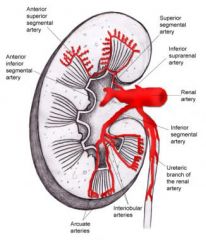 Renal Arteries -> 
Segmental Arteries AKA Lobar Arteries ->
Interlobar Arteries -> 
Arcuate Arteries -> 
Interlobular Arteries -> 
Microscopic branches
