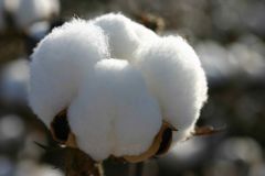 cotton