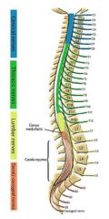 Disc herniations at the LUMBAR spine injure the nerve passing by , NOT the nerve leaving Remember that at the T and L levels, the nerve leaving corresponds to the SUPERIOR vertebral level. (cauda equana at certain point)