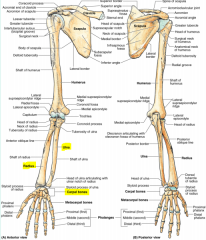 Radius, ulna, carpal bones, wrist joint (radiocarpal), radioulnar joint (by elbow).
-No