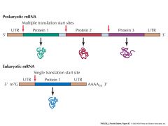 -don't typically contain introns
-polycistronic: multiple genes represented in one mRNA; transcriber from one promoter
-no nucleus allows mRNA to be directly translated