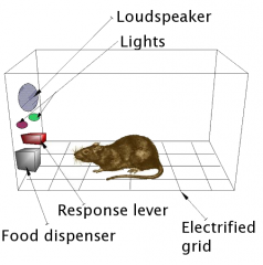 SKINNER'S EXPERIMENT WITH RATS