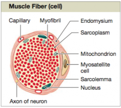 Within a fascicle, the delicate connective tissue of the endomysium surrounds the individual skeletal muscle cells, called muscle fibers, and loosely interconnects adjacent muscle fibers.