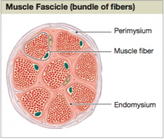 The perimysium divides the skeletal muscle into a series of compartments. 


Each compartment contains a bundle of muscle fibers called a fascicle. 


The perimysium contains blood vessels and nerves that supply the muscle fibers with the fascicles.
