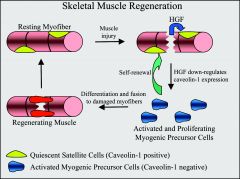 primary role of satellite cells is to regenerate skeletal muscle after muscle injury, 1: The osteoblast acts as an intermediary in the cell-signalling pathway for bone remodeling. 3: Satellite cells are not involved in the regeneration of perioste...