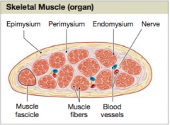 The epimysium is a dense layer of collagen fibers that surrounds the entire muscle. 


It separates the muscle form nearby tissues and organs.