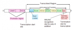 -TATAAAA: (-30 region) "TATA box"
-GGCCAATCT: (-80 region) "CAAT box"
-additional regulatory sequences (binding of specific proteins)
-typical eukaryotic promoter = 2 kb