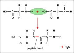 1. Only happen when a chemical bond is formed between the acid group and a molecule the amino group of the other