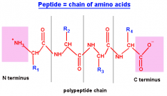 1. Poly means multiple (so think multiple peptide bonds)