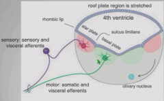 Alar plate gives rise to sensory nuclei
Basal plate gives rise to motor nuclei
Alar and motor plate are separated by sulcus limitans