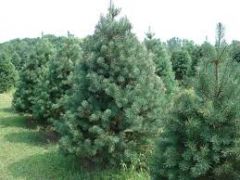 - Irregular pyramidal. Scotch Pines look like other Pines when young, but as they age they can take on many different shapes.