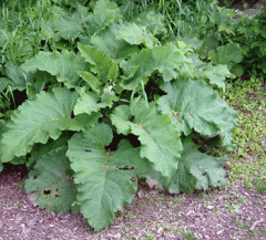 - Large, wavy, heart-shaped leaves that are green on the top and whitish on the bottom
-dry