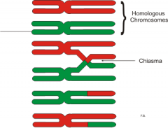 homologous chromosomes (similar chromosomes)