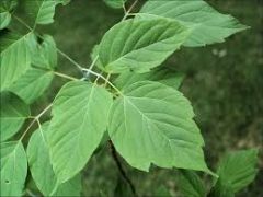- compound leaves have three to five notched or lobed leaflets.
- The finely ridged bark is grayish to dark brown in color sometimes with a greenish tinge.