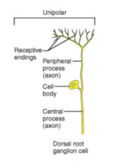 Har én enkelt udløver og to     "axoner" 
 Findes i PSN Fx sanseneuron